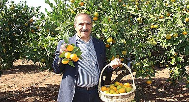 Narenciye sektörü KKTC'de görülen yeşillenme hastalığının Türkiye'ye sıçramaması için topyekûn mücadele istiyor