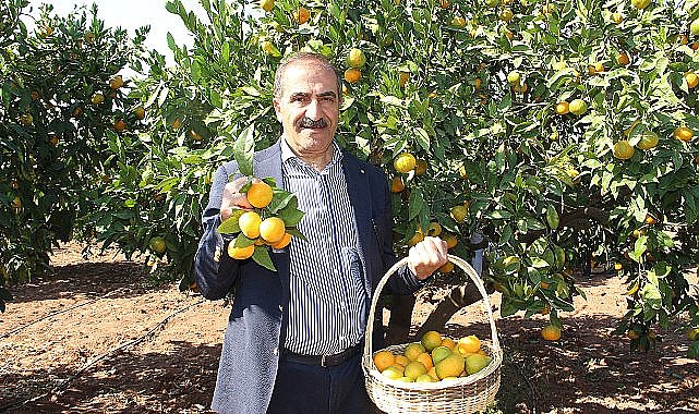 Narenciye sektörü KKTC'de görülen yeşillenme hastalığının Türkiye'ye sıçramaması için topyekûn mücadele istiyor