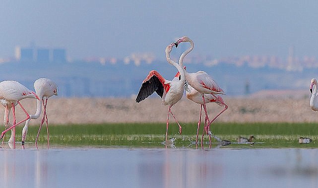 Yerel Seçim Sonrası Belediyelere Çağrı!