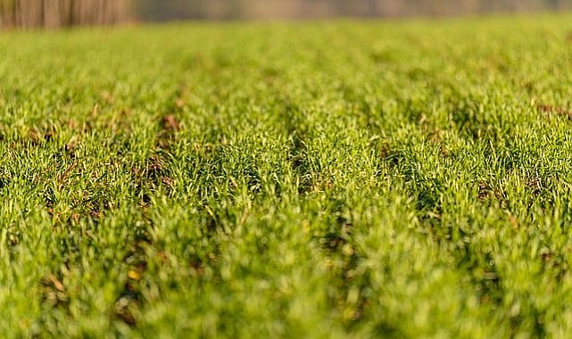 29 Nisan-3 Mayıs 2024 haftası tarım ürünleri piyasası