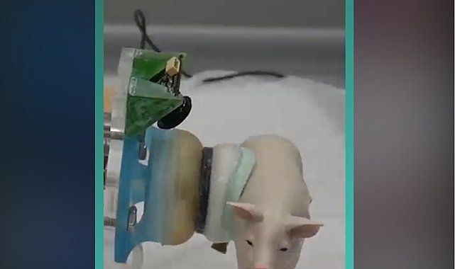 Ahtapot araştırmacıların daha akıllı robotlar yaratmasına yardımcı oluyor