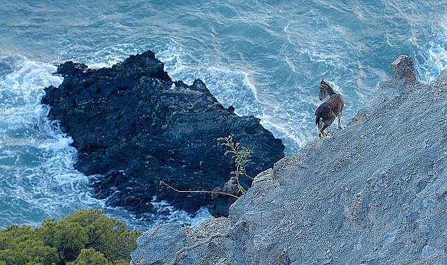 Akdeniz Bölgesini Muazzam Bir Keşfe Çıkaracak 'Vahşi Akdeniz' 5 Pazar Günü 20.00'de National Geographic WILD Ekranlarında!