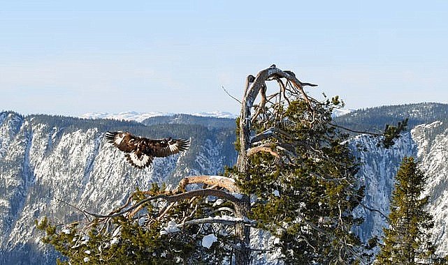 'Avrupa'nın Vahşi Doğası Özel' 19 Mayıs ve 26 Mayıs Pazar 20.00'de National Geographic WILD Ekranlarında!
