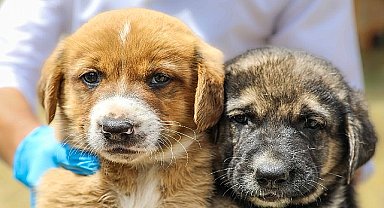 Buca Belediyesi'nden vicdani hamle “Yasayı Bekleme, Sahiplen!