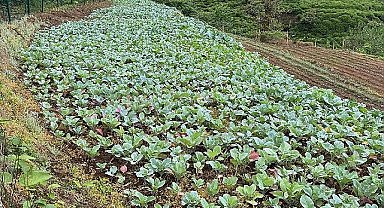 Karadeniz Ekonomisinin Görünmeyen Kahramanları