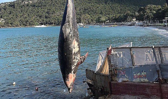 Kemer'de ölü yunus balığı sahile vurdu