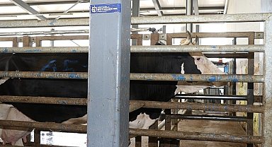 Kurban kesim başvuruları 3 Haziran'da başlıyor