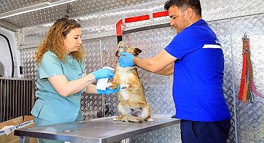 Muğla Büyükşehir Belediyesi'nin sahipsiz hayvanlara iç, dış parazit ve kuduz aşıları yapılması için hizmete aldığı Acil müdahale aracı ilçelerde hizmete başladı