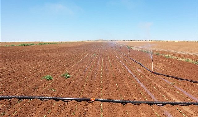 Şanlıurfa'da sulama sezonu devam ediyor
