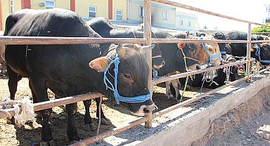 Sivas Belediyesi'ne ait Hayvan Pazarında satış yapmak isteyen vatandaşlar için çadır ve padok yerleri kura çekimi ile belirlenecek