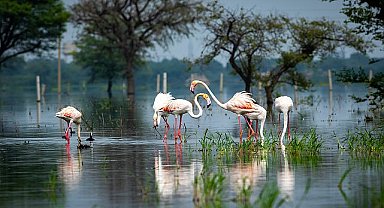 TEMA Vakfı: Biyolojik çeşitliliğin korunması için