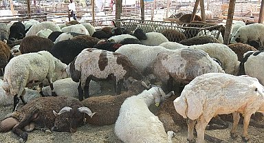 aklaşan Kurban Bayramı öncesinde, Türkiye'nin dört bir yanından gelen kurbanlık satıcıları ve Menemenli vatandaşlar, Gölpark arkasındaki eski askeri atış alanında buluşuyor