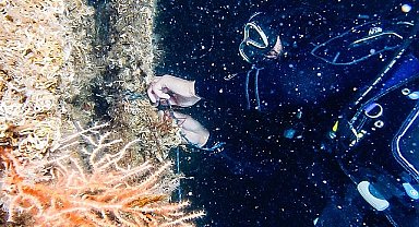 Anadolu Efes, Marmara Denizi Günü'nde Mercanların Sesi Oldu