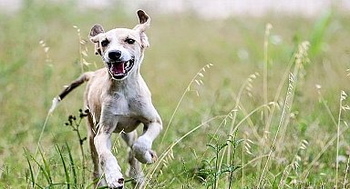 Antalya Büyükşehir Bakım Evi'nde sokak hayvanları güvende