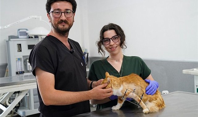 Bacağı kesilmekten kurtarılan Balım kendine yuva arıyor