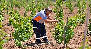 Bergama'nın geleneksel üzümleri yeniden canlanıyor