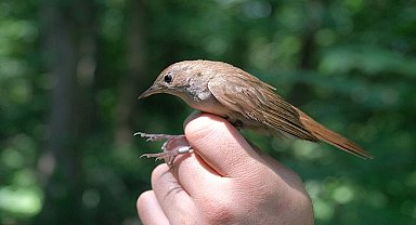 Bu bülbül; Afrika'dan Ormanya'ya 7.500 km uçtu