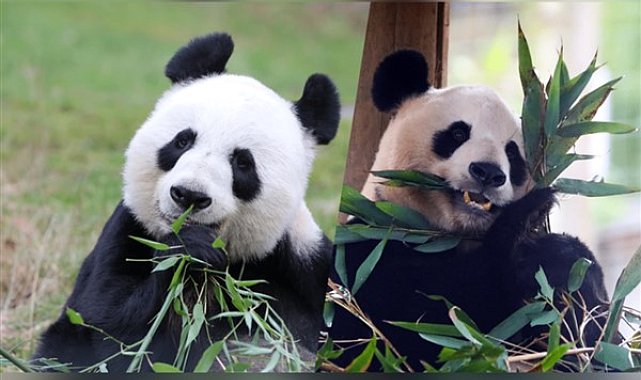 Çin, San Diego Hayvanat Bahçesi’ne iki panda gönderiyor