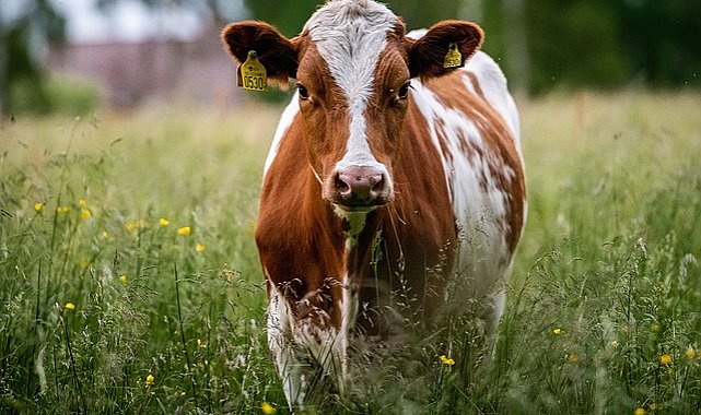 Erbaş: Milletimiz bu yıl 747 bin 52 hisse kurbanını bize emanet etti