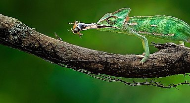 Gezegenin En Sıra Dışı Hayvanlarının Gizli Süper Güçlerini Gözler Önüne Seren 6 Bölümlük 'Vahşi, Zeki ve Tehlikeli' 5 Haziran Çarşamba Günü 20.00'de National Geographic WILD Ekranlarında Başlıyor!