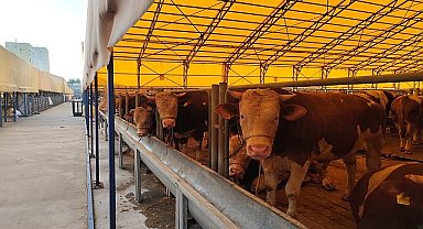 İBB, İstanbul'u Kurban Bayramı'na hazırlıyor. İBB'ye ait 5 modern tesiste kurban satış ve kesim hizmeti verilecek