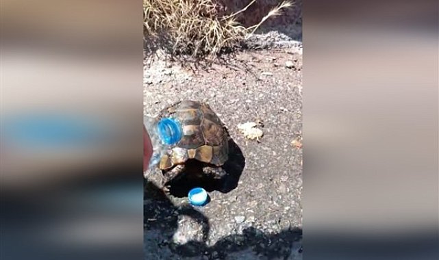 İtfaiye ekipleri, kaplumbağayı yangından kurtardı