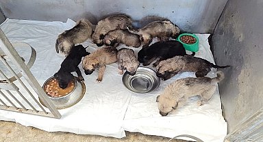 İzmir Büyükşehir Belediyesi, Bornova'da çıkan Yangından kurtarılan can dostların bakımı sürüyor