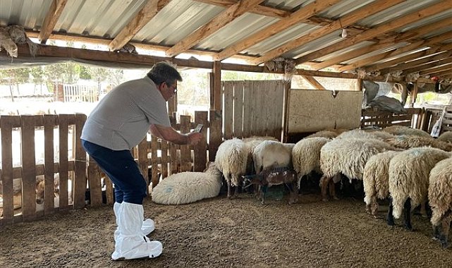 İzmir'de nesli tükenmekte olan Kaçeli koyunları için proje yürütülüyor
