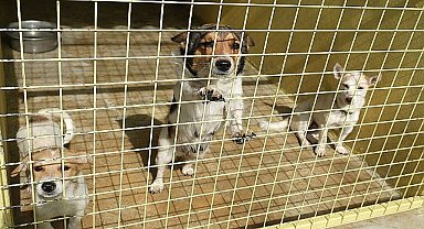 Kemer Belediyesi'nden can dostlara yardım eli 