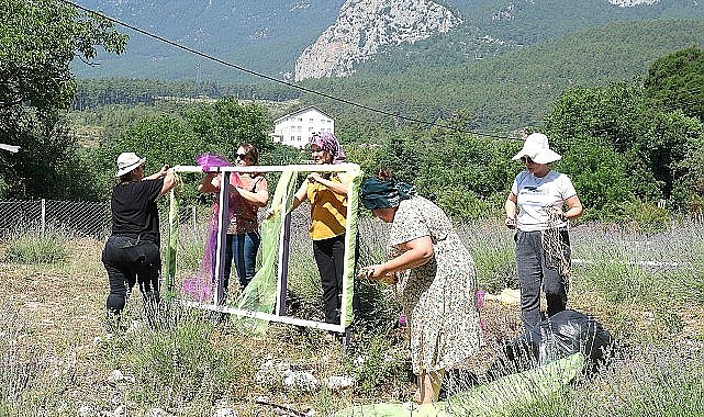 Kemer'de lavanta tanıtım etkinlikleri başlıyor