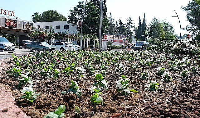 Kemer'de mevsimlik çiçekler ekiliyor