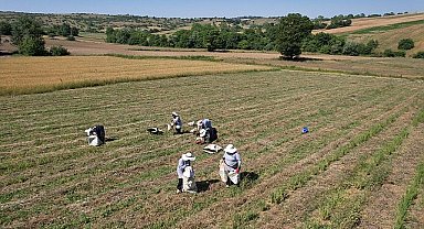 Kocaeli'de kekik hasadı başladı