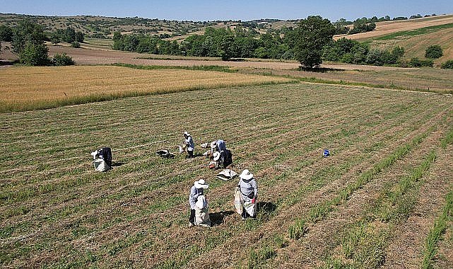 Kocaeli'de kekik hasadı başladı