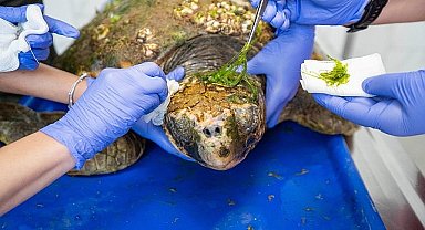 Körfez'deki yaralı Caretta caretta kurtarıldı