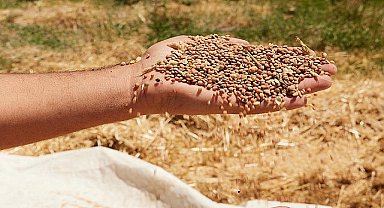 Metro Türkiye, Her Yıl 1.500 Ton Kırmızı Mercimeği Mardin Kızıltepe'den Alacak