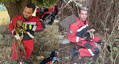 Muğla Büyükşehir İtfaiyesinden Hayvan Kurtarma Operasyonu