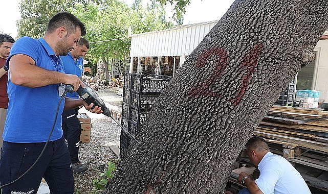 Muğla'da İlk Defa Görülen Turunçgil Uzun Antenli Böceği ile Mücadele