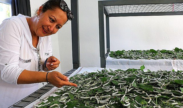 Sapadere İpek Böcekleriyle yeniden canlanıyor