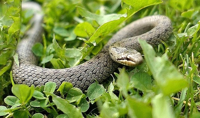 'Şehirdeki Yılanlar'ın 10. Sezonu 1 Temmuz'da National Geographic WILD Ekranlarında Başlıyor!