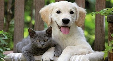 Torbalı'da patilerin festivali yapılacak