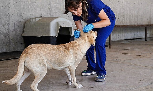 Yılın ilk 6 ayında İzmir'deki barınaklardan 500 köpek sahiplendirildi