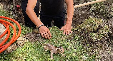 Boruya sıkışan kediyi itfaiye kurtardı