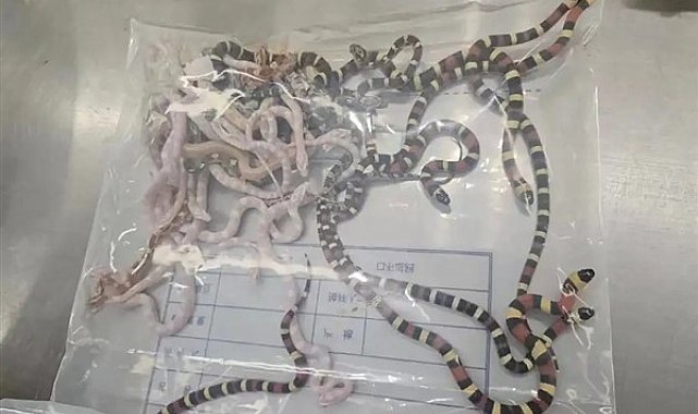 Cebinde 100’den fazla canlı yılan taşıyan adam gümrükte yakalandı