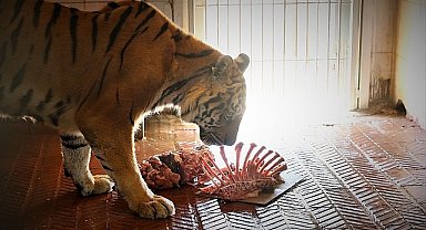 Doğal Yaşam Parkı'nda Dünya Kaplan Günü kutlandı