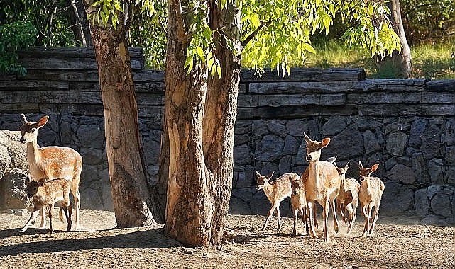 İzmir Doğal Yaşam Parkı'nın en yeni üyesi Kakadu papağanı ailesinin 15 yıl sonra ilk yavrusu dünyaya geldi