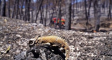 İzmir'in ateş savaşçıları ağaçlar için nöbette