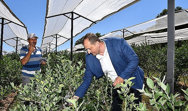 İznik Belediyesi'nin ev sahipliğinde 4. kez düzenlenecek Maviyemiş Festivali bu yıl 14 Temmuz 2024 Pazar günü gerçekleştirilecek