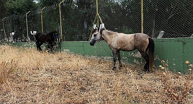 Karşıyaka'da başıboş at operasyonu
