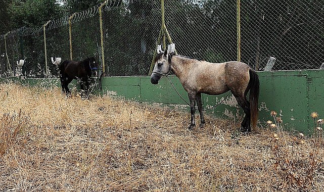 Karşıyaka'da başıboş at operasyonu