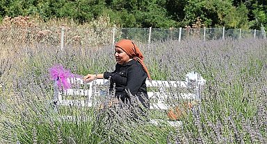 Kemer'de lavanta hasadı